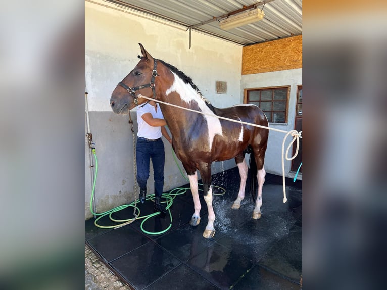 American Paint Horse Croisé Étalon 11 Ans 160 cm Léopard in Braga