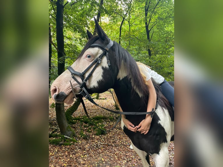 American Paint Horse Étalon 12 Ans 158 cm Overo-toutes couleurs in Windeck