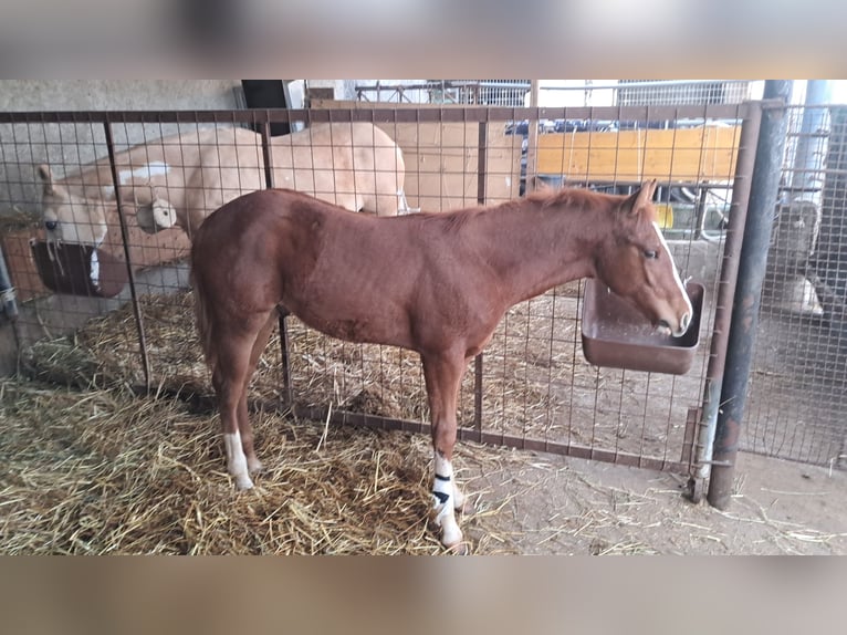 American Paint Horse Étalon 1 Année 130 cm Alezan brûlé in Castrovillari