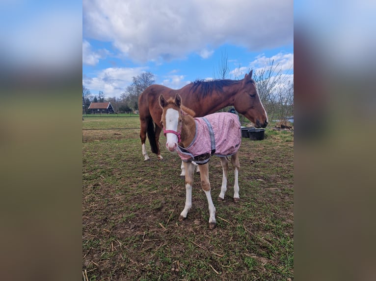 American Paint Horse Étalon 1 Année 140 cm Champagne in Delden