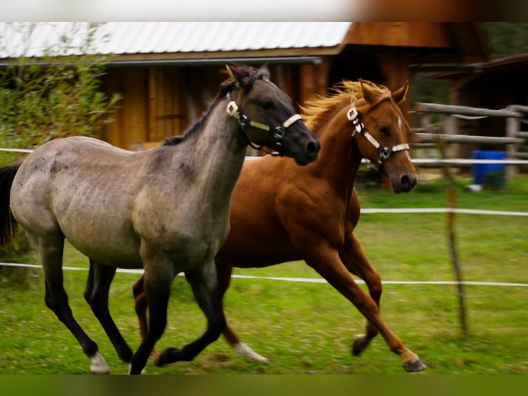 American Paint Horse Étalon 1 Année 145 cm Alezan cuivré in Liptovský Mikuláš