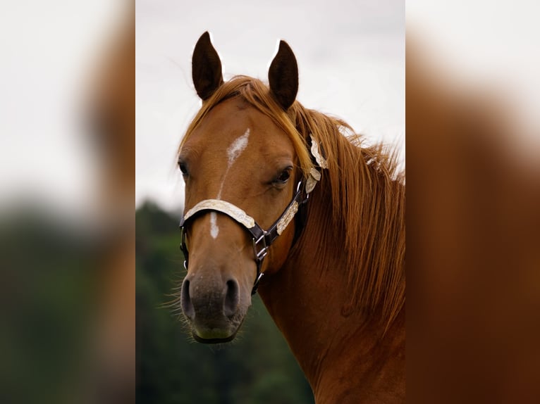 American Paint Horse Étalon 1 Année 145 cm Alezan cuivré in Liptovský Mikuláš
