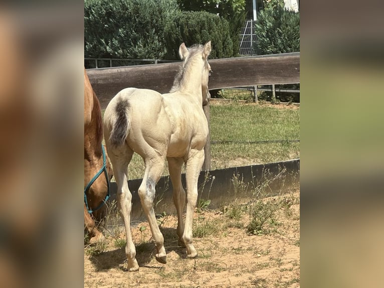 American Paint Horse Étalon 1 Année 145 cm Buckskin in Liebenau