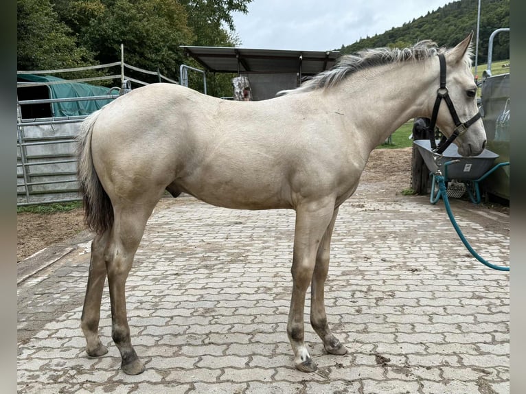American Paint Horse Étalon 1 Année 145 cm Buckskin in Liebenau