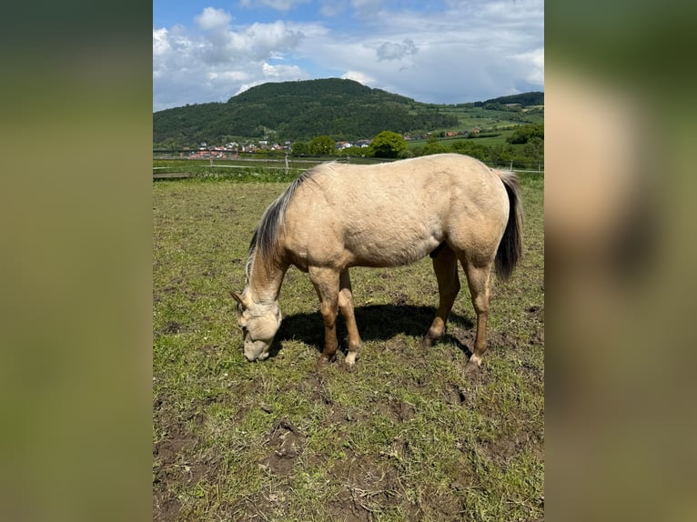 American Paint Horse Étalon 1 Année 147 cm Buckskin in Liebenau