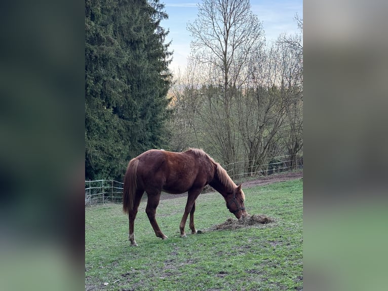 American Paint Horse Étalon 1 Année 148 cm Alezan in Erbendorf