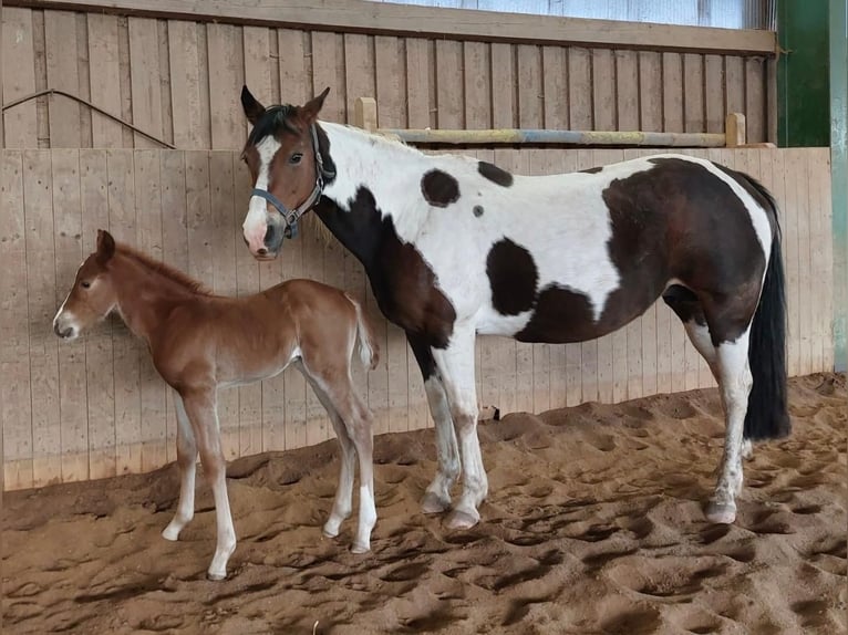 American Paint Horse Étalon 1 Année 148 cm Alezan in Erbendorf