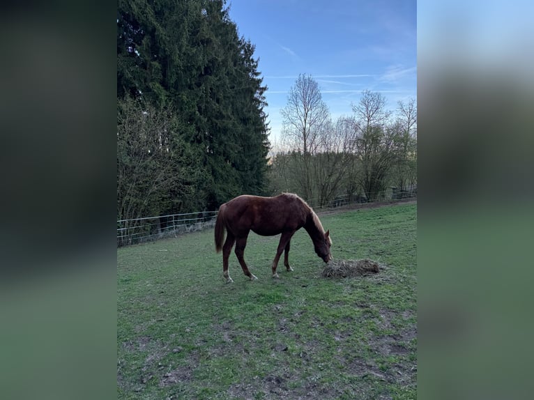 American Paint Horse Étalon 1 Année 148 cm Alezan in Erbendorf