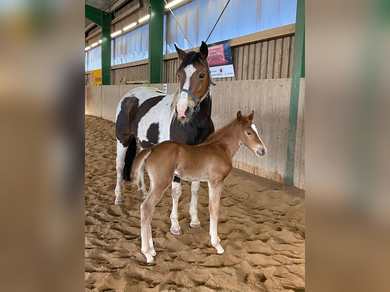 American Paint Horse Étalon 1 Année 148 cm Alezan in Erbendorf