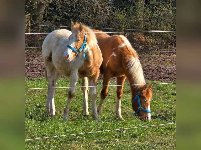 American Paint Horse Croisé Étalon 1 Année 150 cm Champagne in Neuenhaus