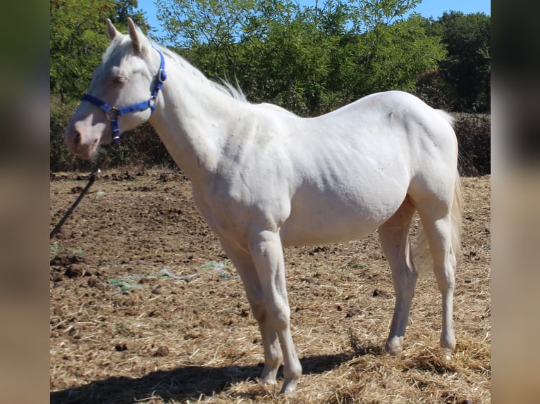 American Paint Horse Étalon 1 Année 150 cm Cremello in yzeure