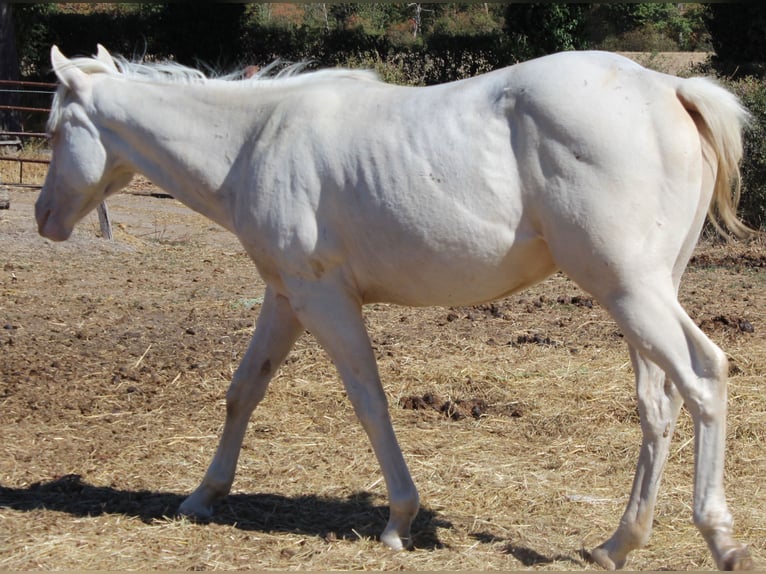 American Paint Horse Étalon 1 Année 150 cm Cremello in yzeure