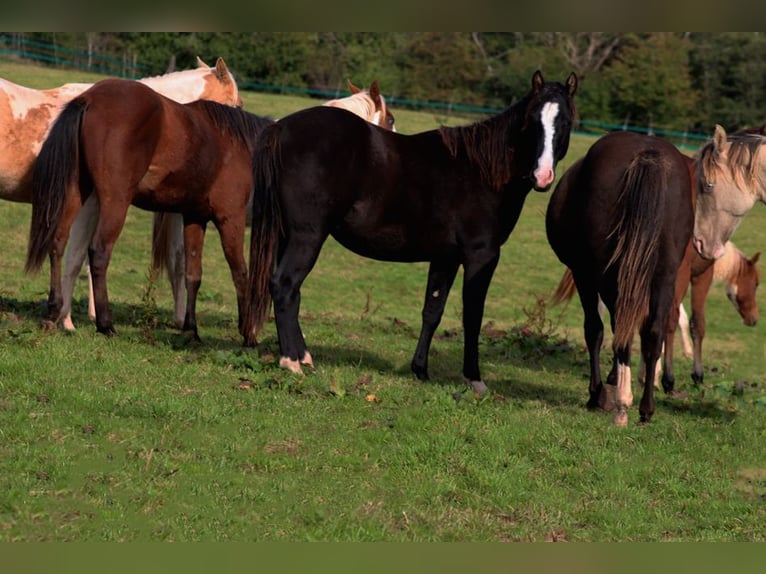 American Paint Horse Étalon 1 Année 150 cm Noir in Hellenthal