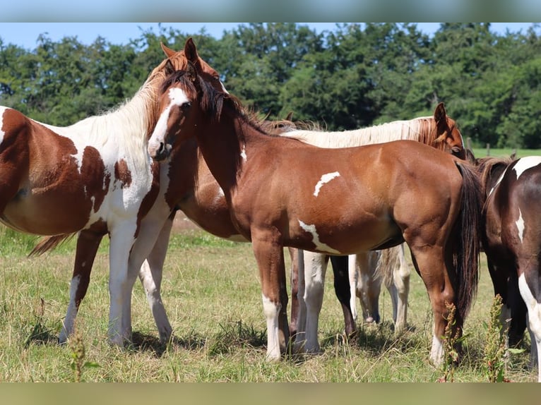 American Paint Horse Étalon 1 Année 150 cm Overo-toutes couleurs in Hellenthal