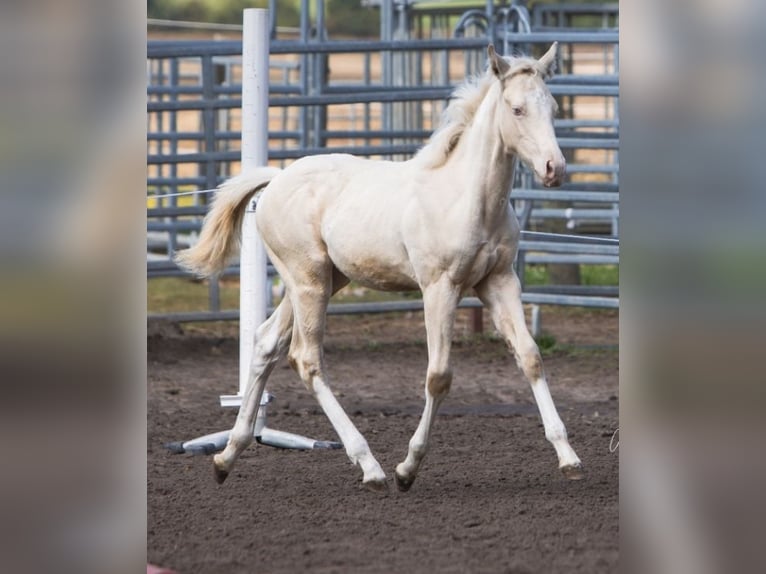 American Paint Horse Étalon 1 Année 150 cm Perlino in Mansfeld