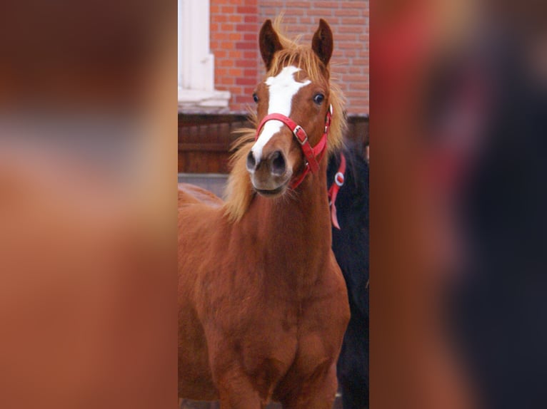 American Paint Horse Étalon 1 Année 152 cm Alezan in Velpke