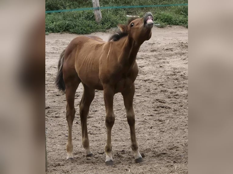 American Paint Horse Étalon 1 Année 152 cm Bai in Suhlendorf