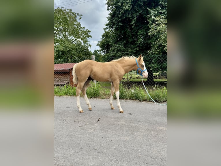 American Paint Horse Étalon 1 Année 152 cm Palomino in Gschwend
