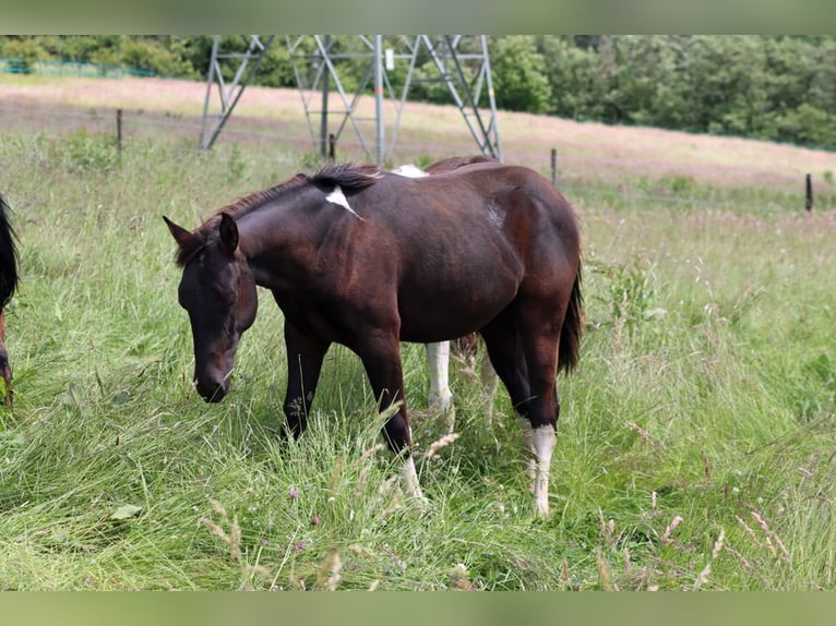 American Paint Horse Étalon 1 Année 152 cm Tobiano-toutes couleurs in Hellenthal