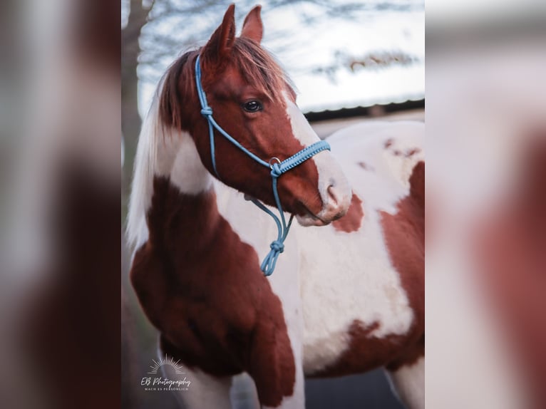 American Paint Horse Étalon 1 Année 152 cm Tobiano-toutes couleurs in Rottleben