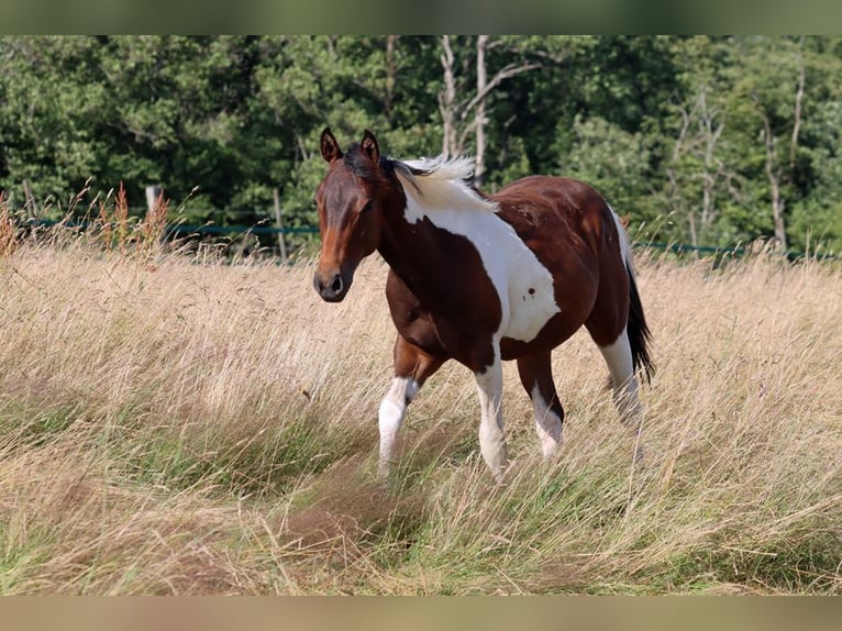 American Paint Horse Étalon 1 Année 152 cm Tobiano-toutes couleurs in Hellenthal