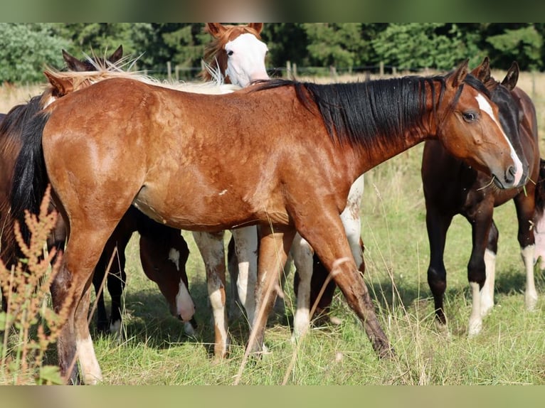 American Paint Horse Étalon 1 Année 153 cm Bai in Hellenthal