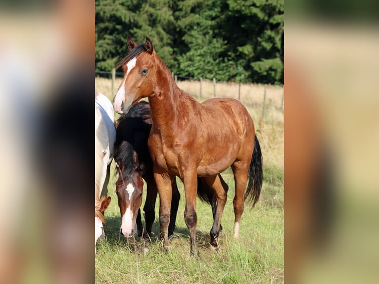 American Paint Horse Étalon 1 Année 153 cm Bai in Hellenthal