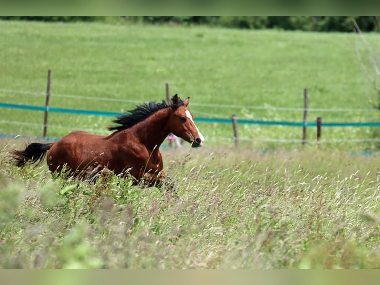 American Paint Horse Étalon 1 Année 153 cm Bai in Hellenthal