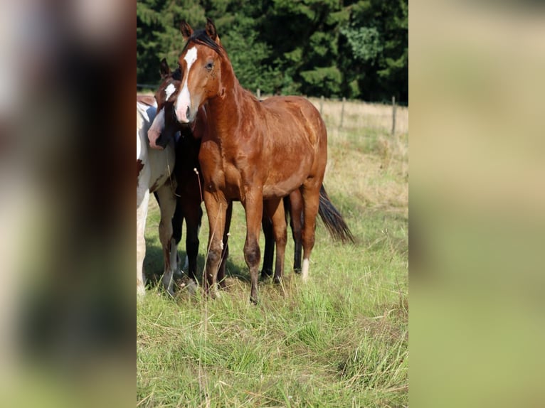 American Paint Horse Étalon 1 Année 153 cm Bai in Hellenthal