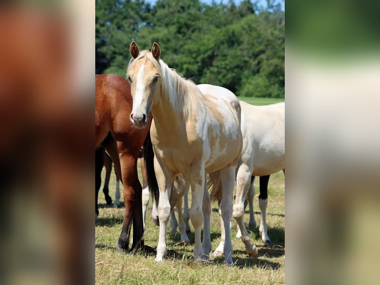 American Paint Horse Étalon 1 Année 153 cm Champagne in Hellenthal