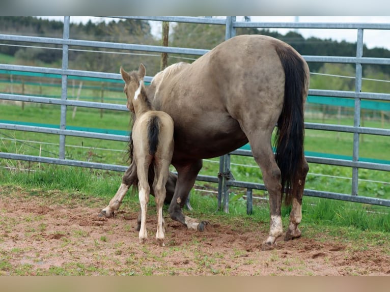 American Paint Horse Étalon 1 Année 153 cm Champagne in Hellenthal