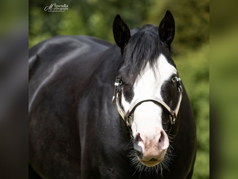 American Paint Horse Étalon 1 Année 153 cm Noir in Slovakia