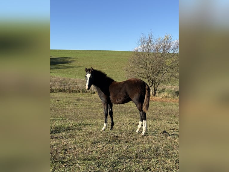 American Paint Horse Étalon 1 Année 153 cm Noir in Slovakia