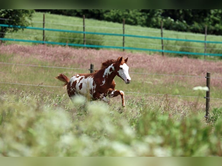 American Paint Horse Étalon 1 Année 153 cm Overo-toutes couleurs in Hellenthal