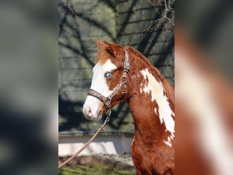 American Paint Horse Étalon 1 Année 153 cm Overo-toutes couleurs in Hellenthal