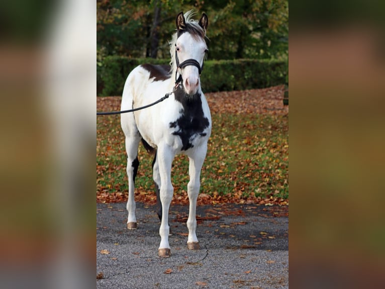 American Paint Horse Étalon 1 Année 153 cm Overo-toutes couleurs in Hellenthal