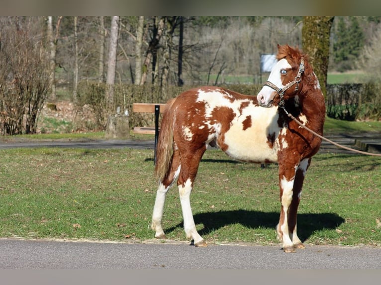 American Paint Horse Étalon 1 Année 153 cm Overo-toutes couleurs in Hellenthal