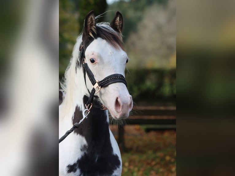 American Paint Horse Étalon 1 Année 153 cm Overo-toutes couleurs in Hellenthal