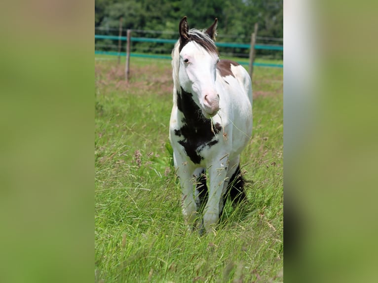 American Paint Horse Étalon 1 Année 153 cm Overo-toutes couleurs in Hellenthal