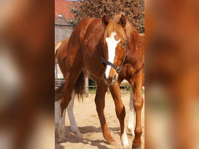 American Paint Horse Étalon 1 Année 155 cm Alezan brûlé in Velpke