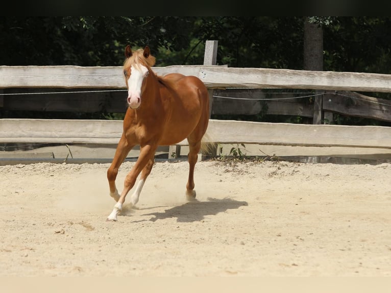 American Paint Horse Étalon 1 Année 155 cm Alezan in Taufkirchen (Vils)