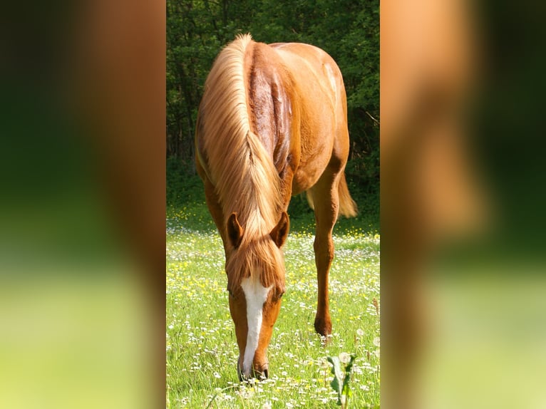 American Paint Horse Étalon 1 Année 155 cm Alezan in Velpke