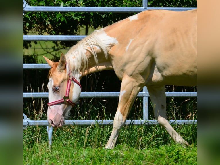 American Paint Horse Étalon 1 Année 155 cm Pinto in Obertaufkirchen