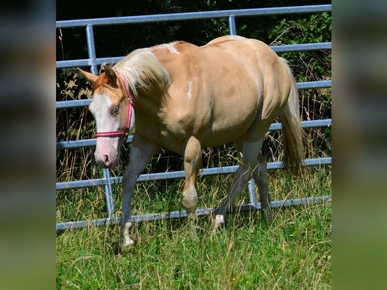 American Paint Horse Étalon 1 Année 155 cm Pinto in Obertaufkirchen