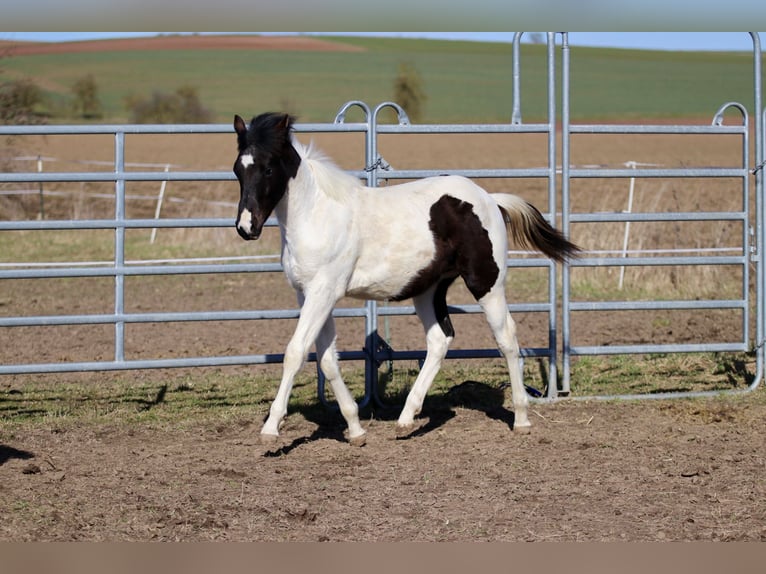 American Paint Horse Étalon 1 Année 155 cm Tobiano-toutes couleurs in FritzlarFritzlar