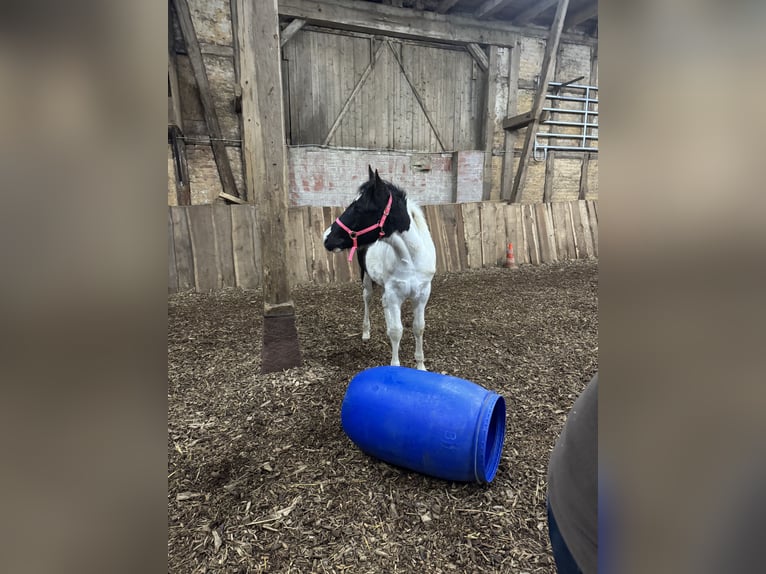 American Paint Horse Étalon 1 Année 155 cm Tobiano-toutes couleurs in FritzlarFritzlar