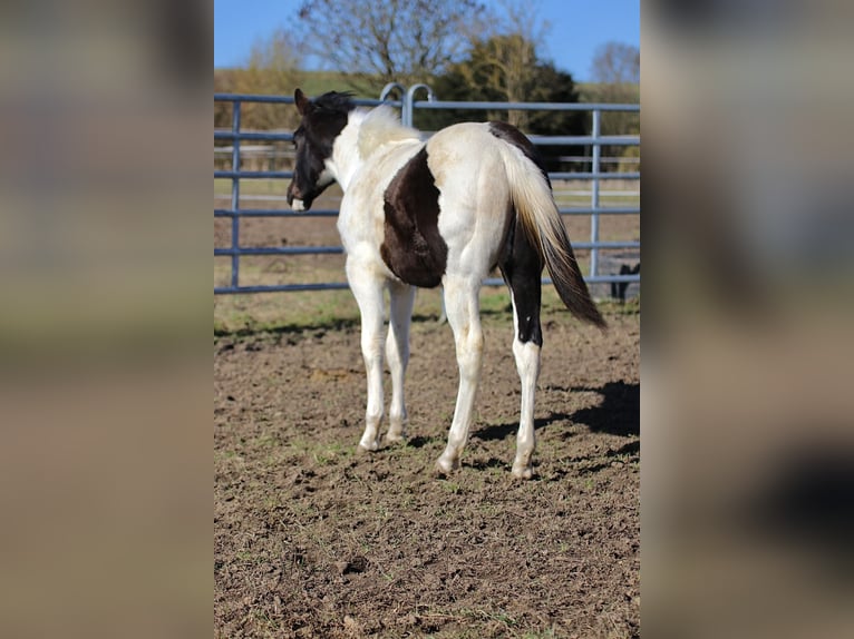 American Paint Horse Étalon 1 Année 155 cm Tobiano-toutes couleurs in FritzlarFritzlar