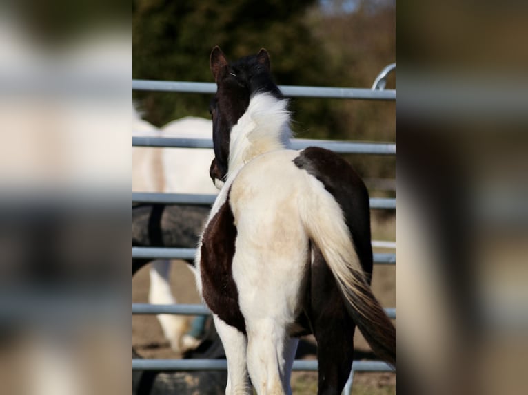 American Paint Horse Étalon 1 Année 155 cm Tobiano-toutes couleurs in FritzlarFritzlar