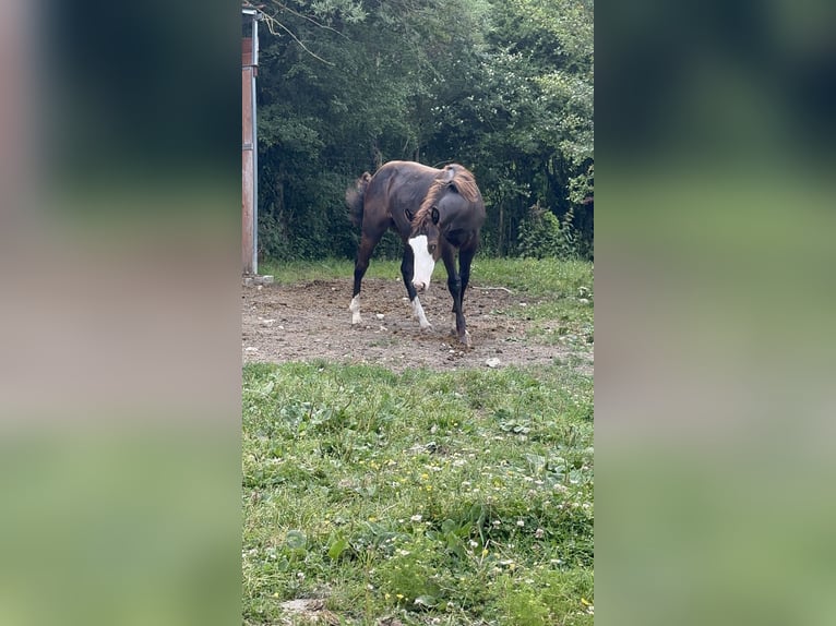 American Paint Horse Étalon 1 Année 156 cm Noir in Opi