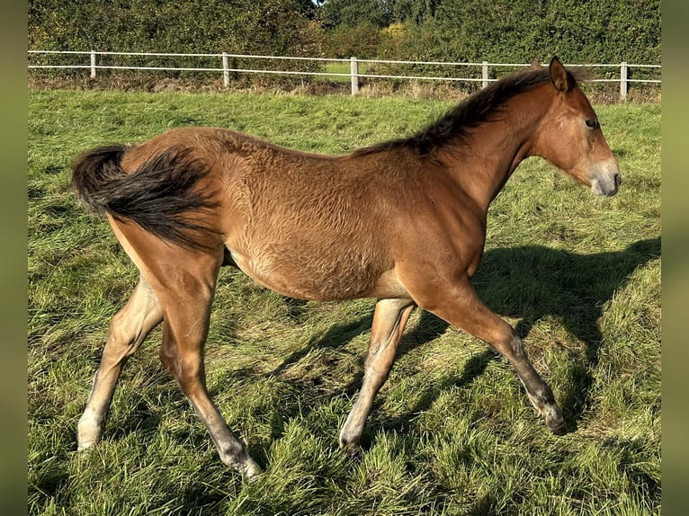 American Paint Horse Étalon 1 Année 157 cm Bai in Ritterhude